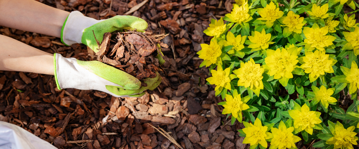 Mulch flower garden