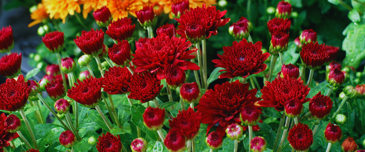 mum flowers