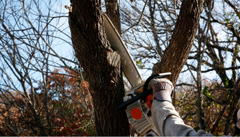 Tree & Schrubs Trimming & Removal by SLM