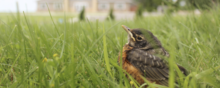 bird in lawn